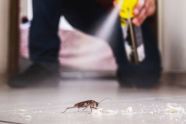 Best Cockroach Control Services  in Brownsville, KY