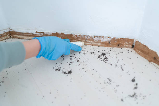 Best Emergency Pest Control  in Brownsville, KY